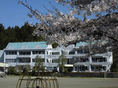 校庭の満開の桜