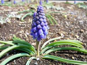 ムスカリ ムスカリ